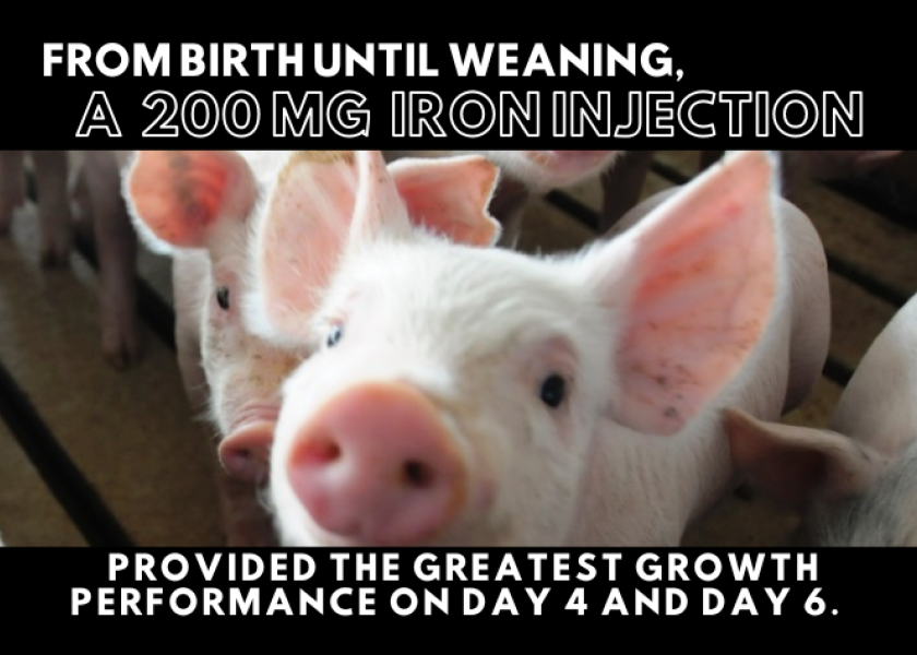 How and When to Give Iron Injections Pork Business